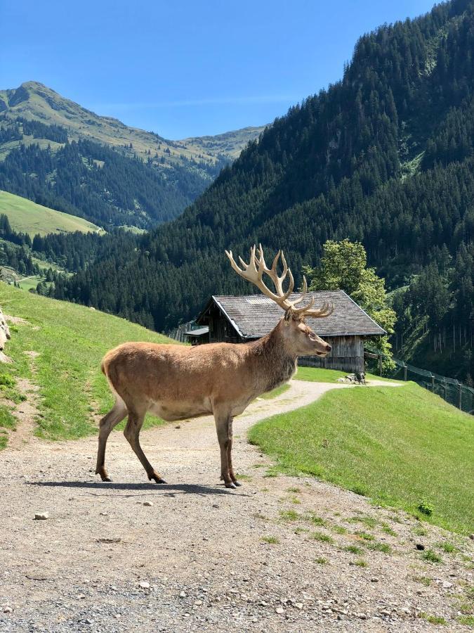Haizelrock Kirchberg in Tirol Dış mekan fotoğraf