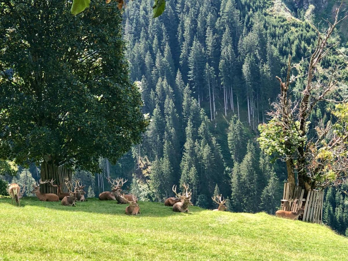 Haizelrock Kirchberg in Tirol Dış mekan fotoğraf